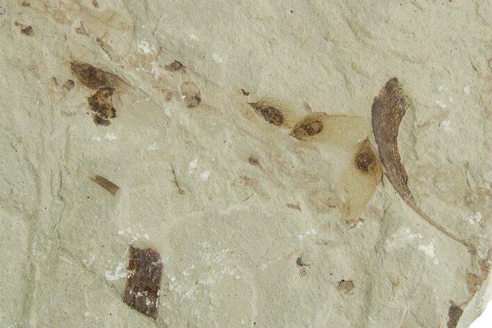 Fossil Samarae (Winged Seeds) and Plant Fragment Plate - Utah #356604